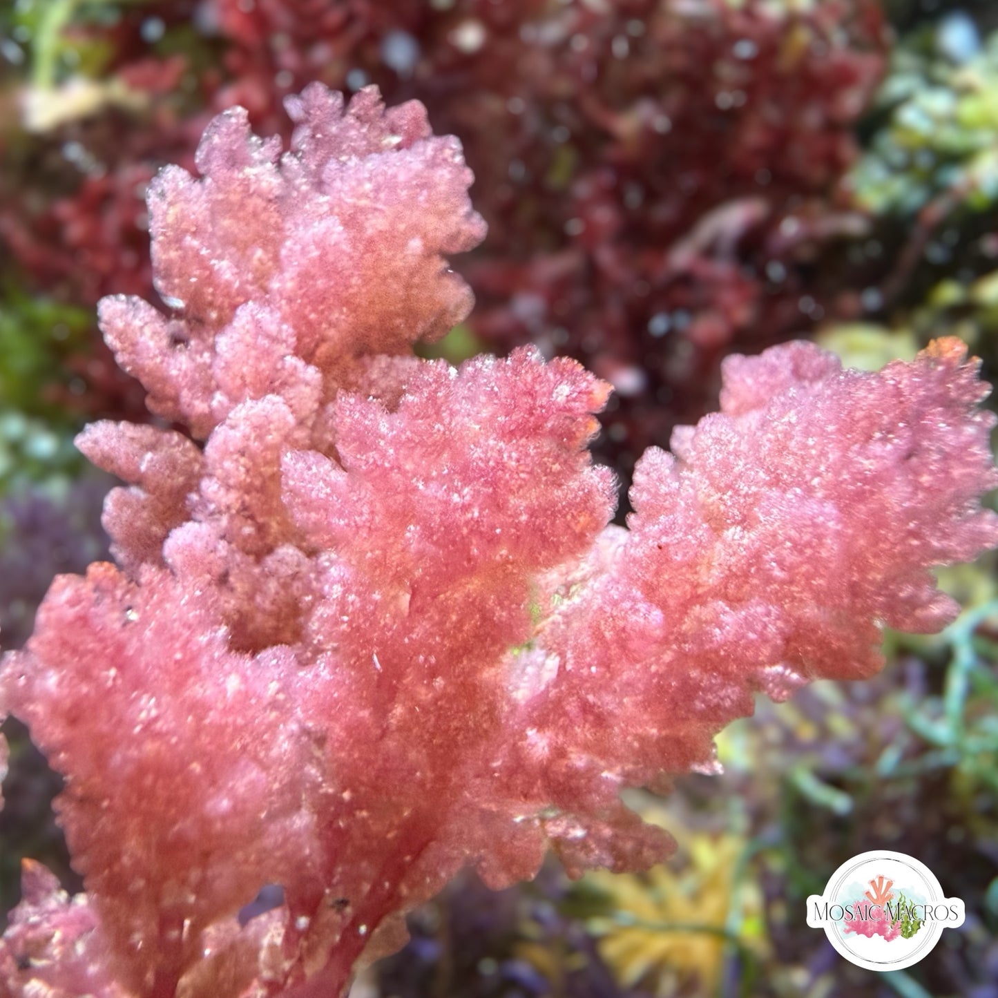 Sea Plume Macroalgae | Asparagopsis taxiformis