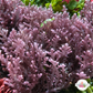 Flat Purple Laurencia Macroalgae| Laurencia complanata
