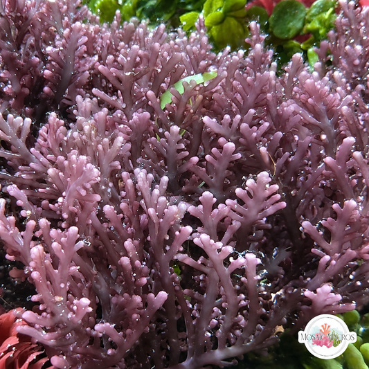Flat Purple Laurencia Macroalgae| Laurencia complanata