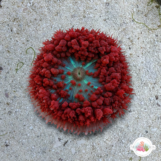 Saint Thomas Mushroom | Rhodactis sanctithomae