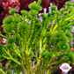 Jointed Tuft Macroalgae | Cymopolia barbata