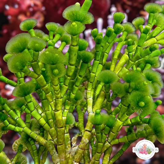 Jointed Tuft Macroalgae | Cymopolia barbata