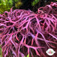 Purple Flat-Branching Macroalgae | Gracilaria sp.