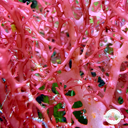 Elegant Lace Macroalgae | Portieria sp.