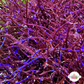 Blue Live Wire Macroalgae | Coelothrix irregularis