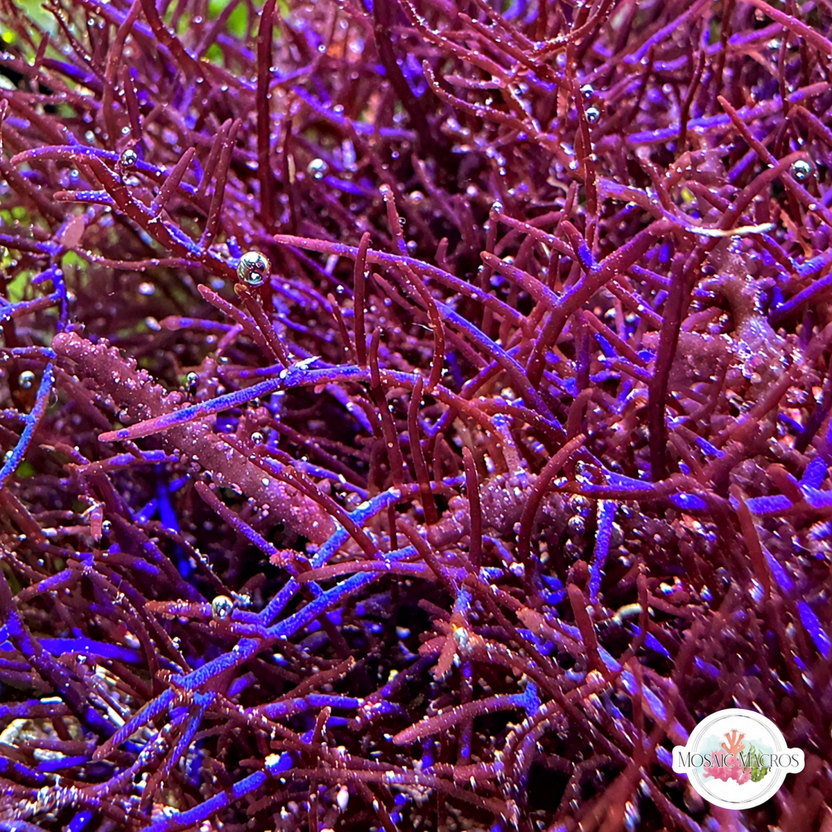 Blue Live Wire Macroalgae | Coelothrix irregularis