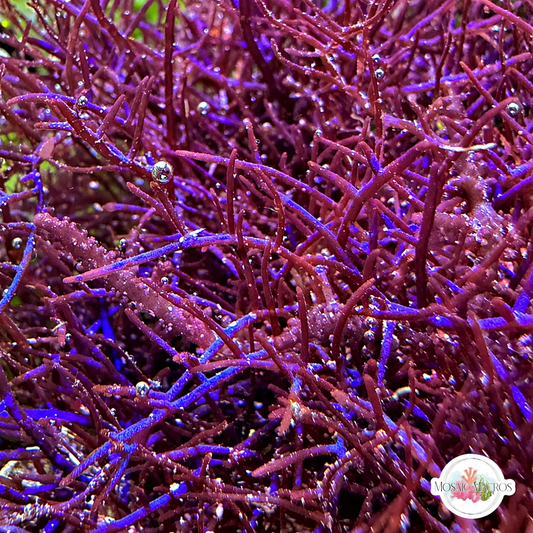 Blue Live Wire Macroalgae | Coelothrix irregularis