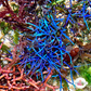 Blue Live Wire Macroalgae | Coelothrix irregularis