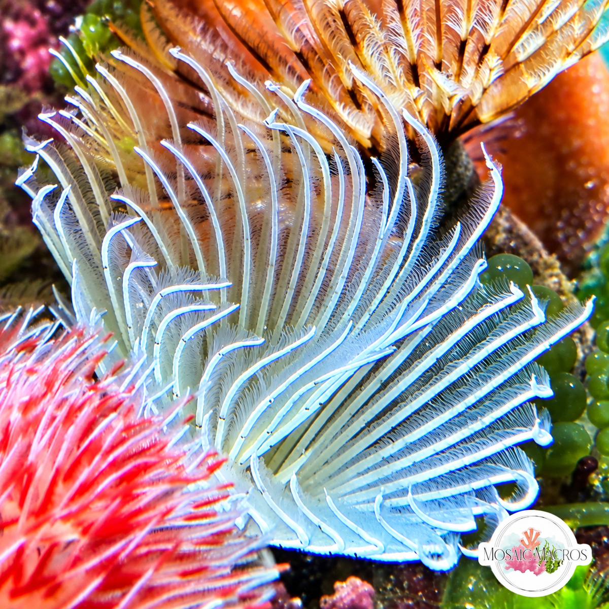 Frostbite Feather Duster | Sabellastarte sp.