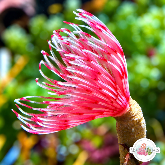 Pink Lotus Feather Duster | Sabellidae spp.