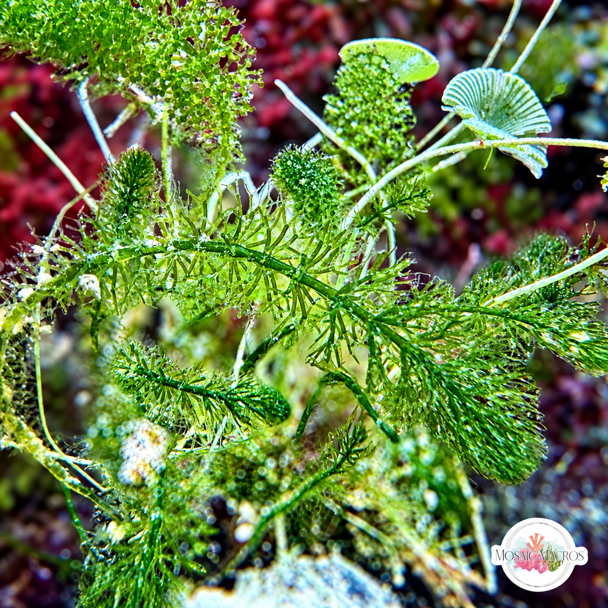 Hornwort Fern Macroalgae | Batophora occidentalis