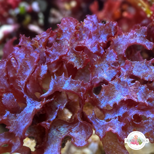 Iridescent Corkscrew Macroalgae | Unknown sp.