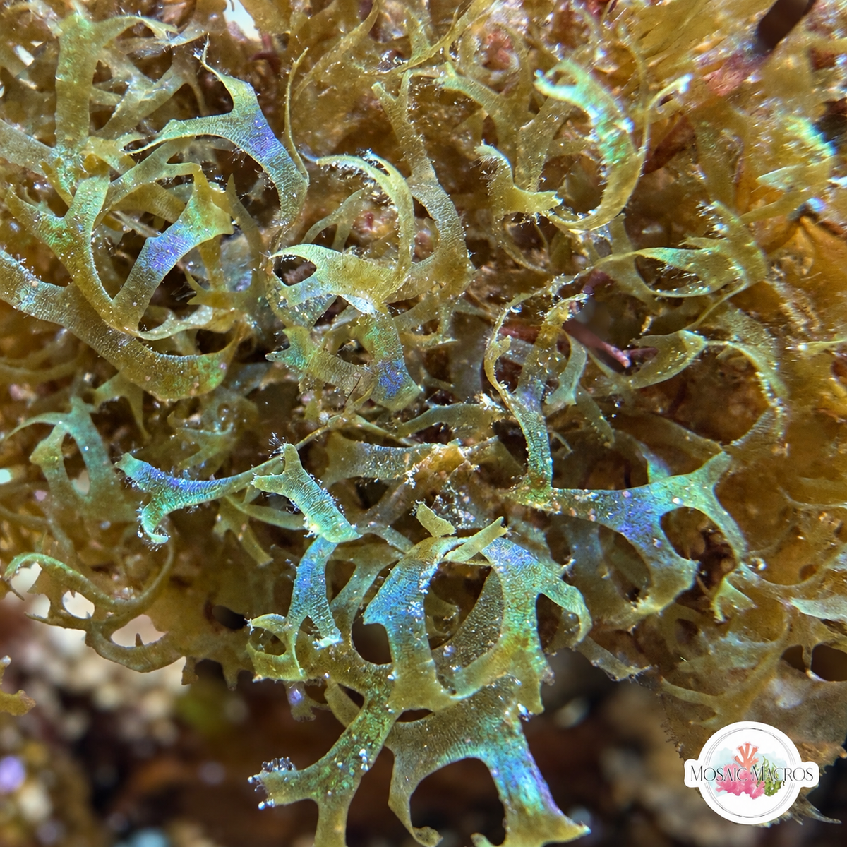 Iridescent Forked Macroalgae | Dictyota sp.