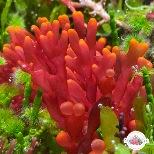 Orange-Tipped Nemastoma Macroalgae | Nemastoma sp.