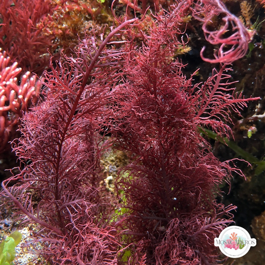 Purple Palms Macroalgae | Gelidium sp.