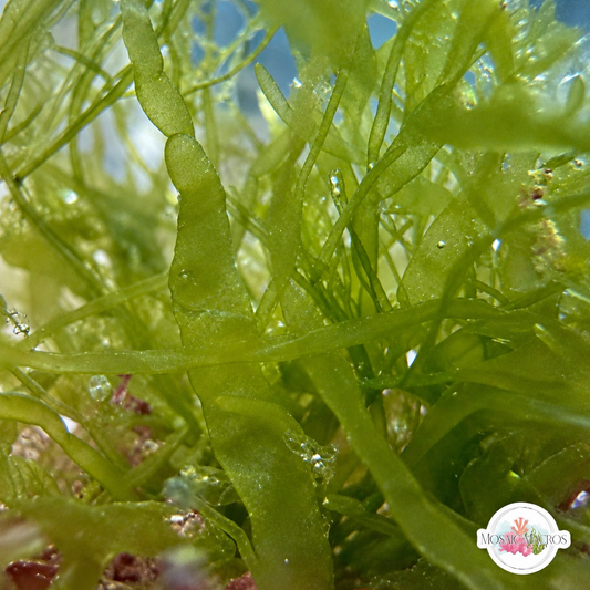 Gutweed Macroalgae | Ulva intestinalis