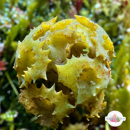 Ornate Turbanweed Macroalgae | Turbinaria ornata