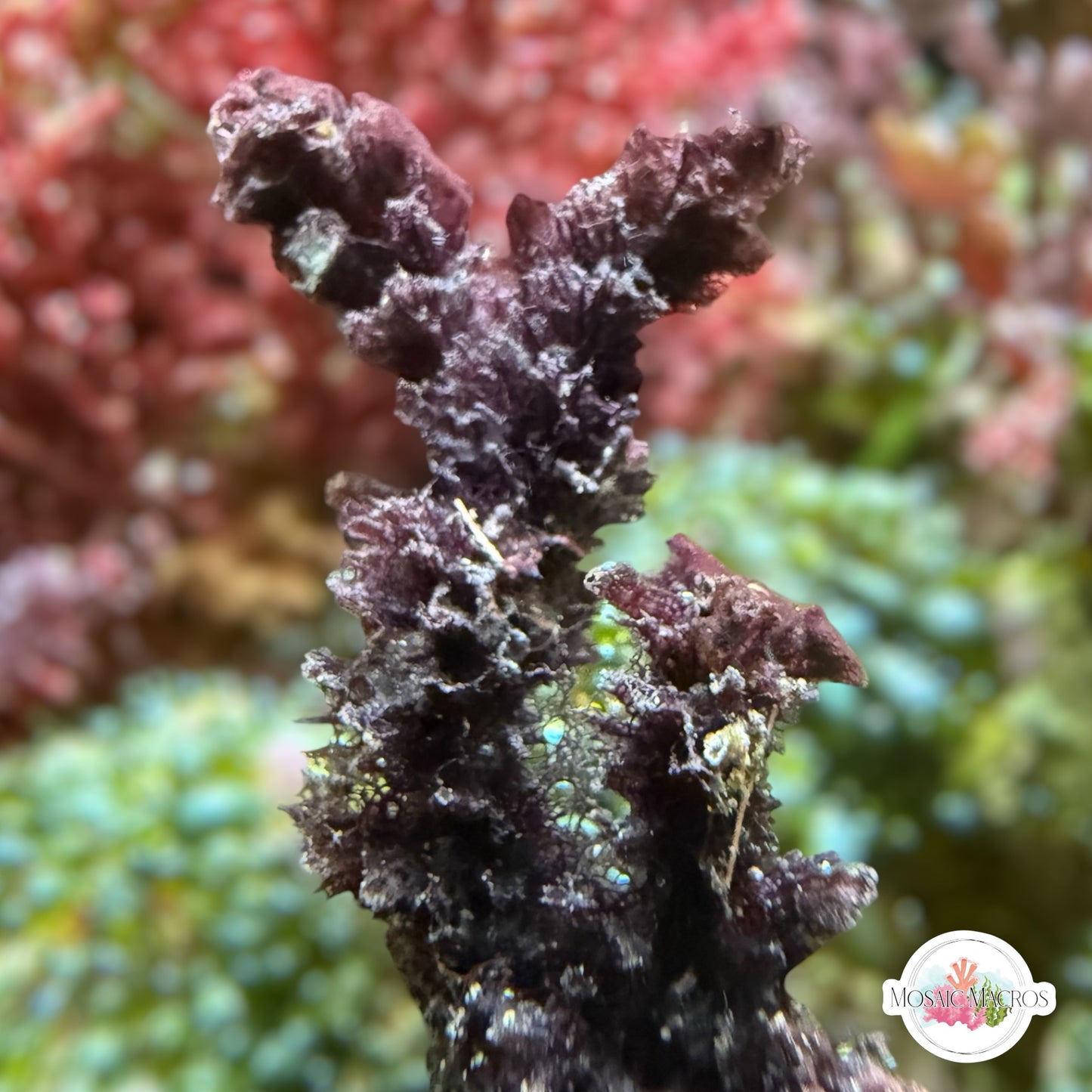 Black Bearded Sponge | Unknown sp.