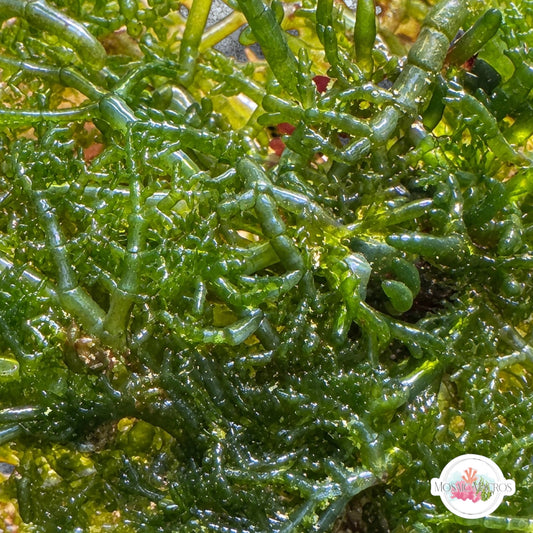 Fern Ball Macroalgae | Chaetomorpha sp.