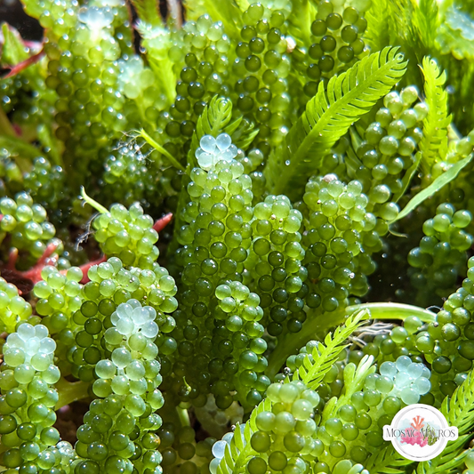 Indo-Pacific Grape Caulerpa Macroalgae | Caulerpa lentillifera