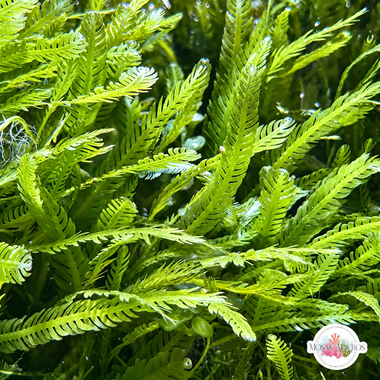 Mexican Fern Caulerpa Macroalgae | Caulerpa mexicana