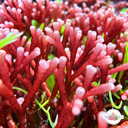 Tubular Thicket Macroalgae | Galaxaura rugosa