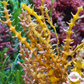 Spiny Seaweed Macroalgae | Eucheuma isiforme