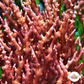 Spiny Seaweed Macroalgae | Eucheuma isiforme