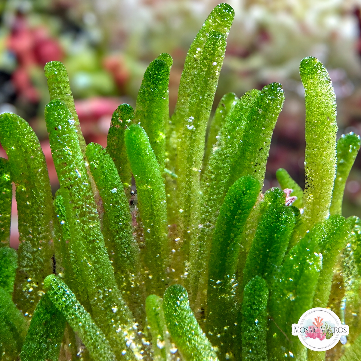 Fern Finger Macroalgae | Batophora oerstedii