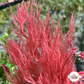 Pink Dragon’s Breath Macroalgae | Halymenia floresia