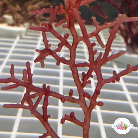 Pink Knobby Laurencia Macroalgae | Laurencia sp.