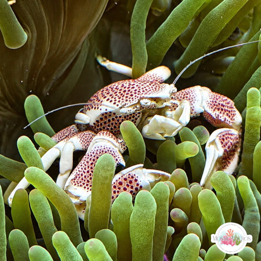 Anemone Porcelain Crab | Neopetrolisthes maculatus