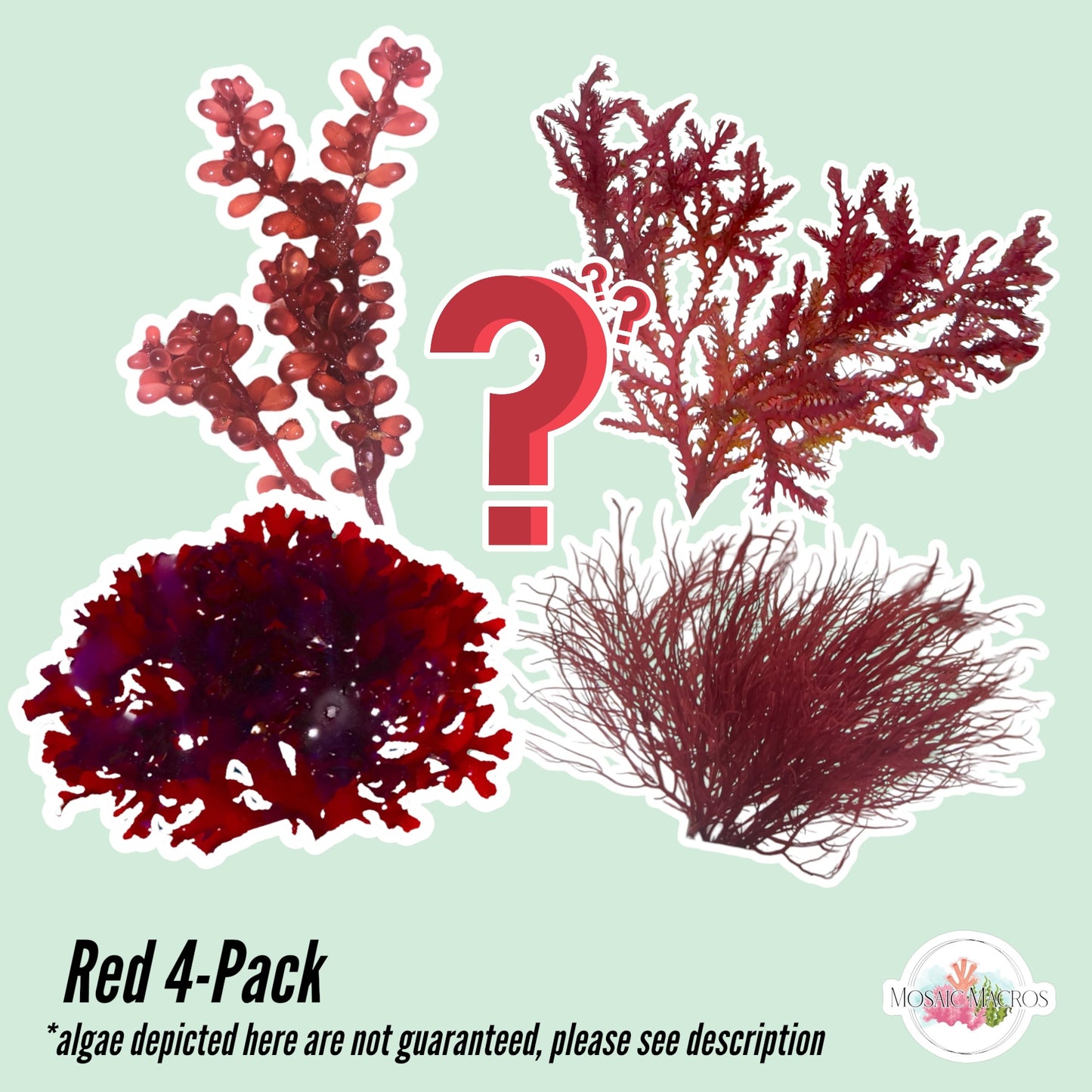 4-Pack Red Macroalgae Bundle | Various Species