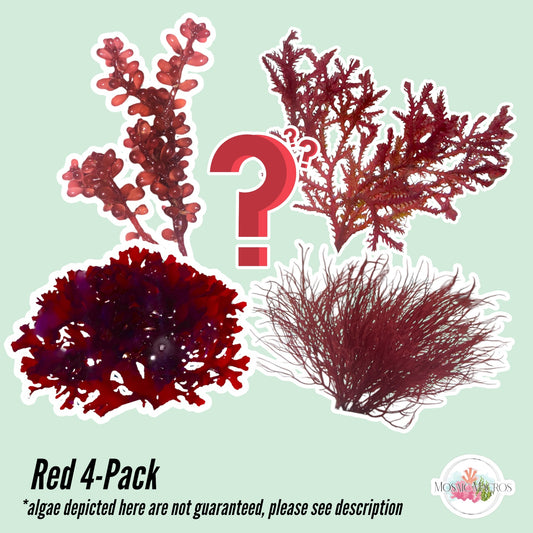 4-Pack Red Macroalgae Bundle | Various Species