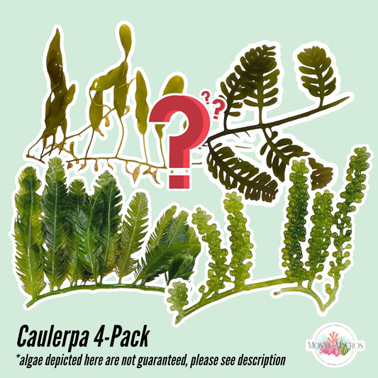 4-Pack Caulerpa Macroalgae Bundle | Caulerpa sp.