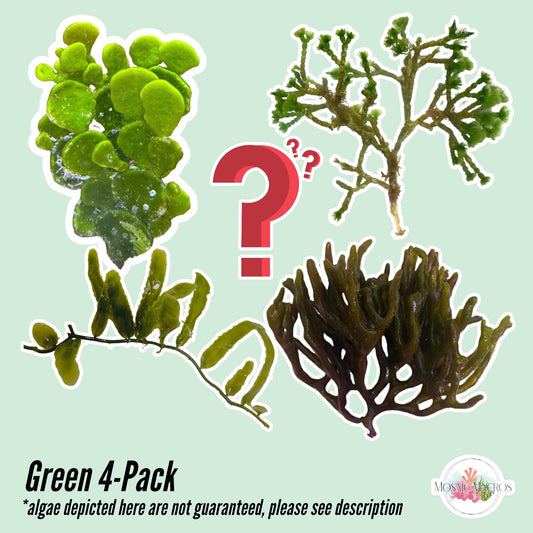 4-Pack Green Macroalgae Bundle | Various Species
