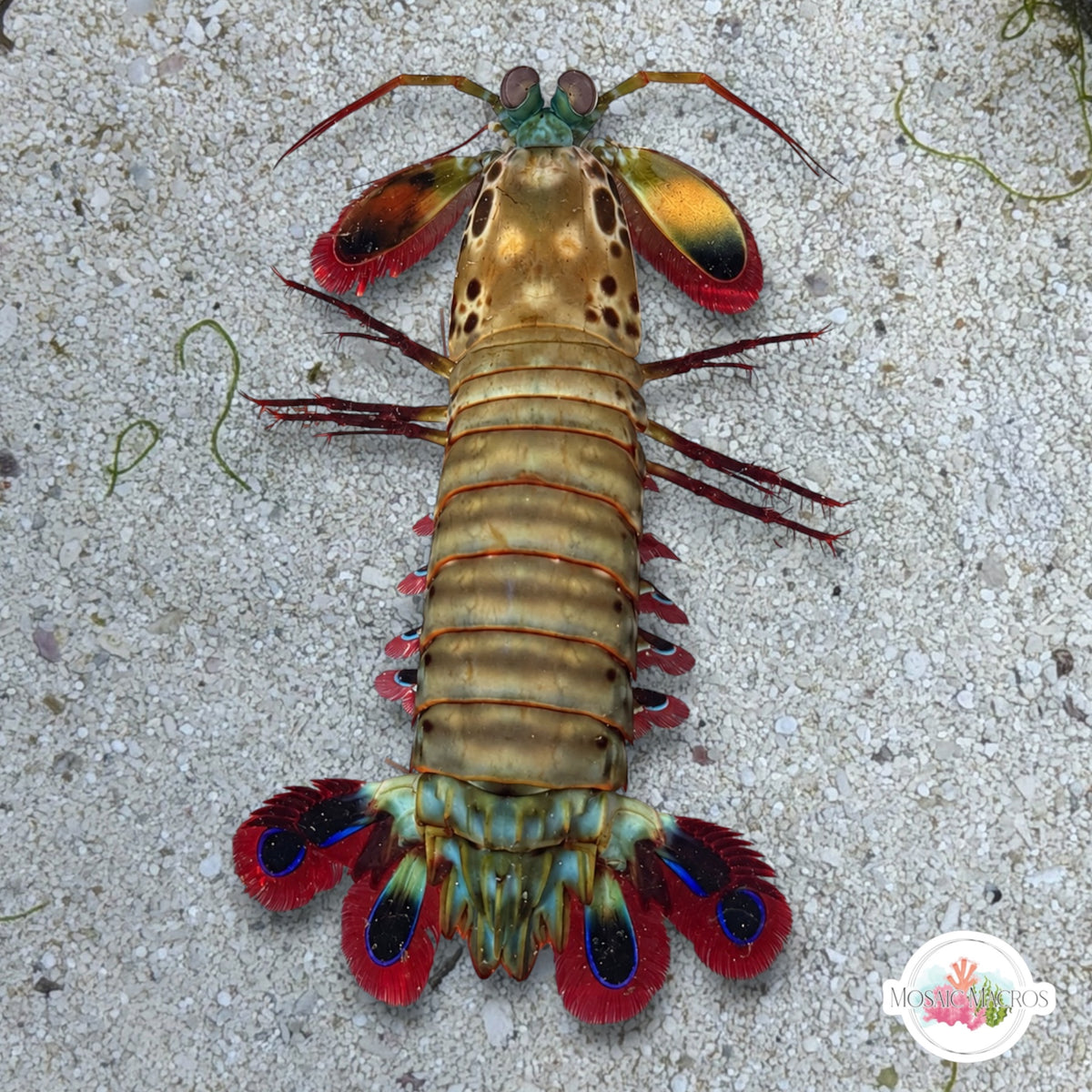 Peacock Mantis Shrimp | Odontodactyllus scyllarus