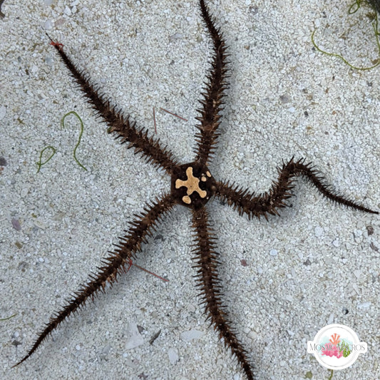Harlequin Blunt-Spined Brittle Star | Ophiocoma echinata