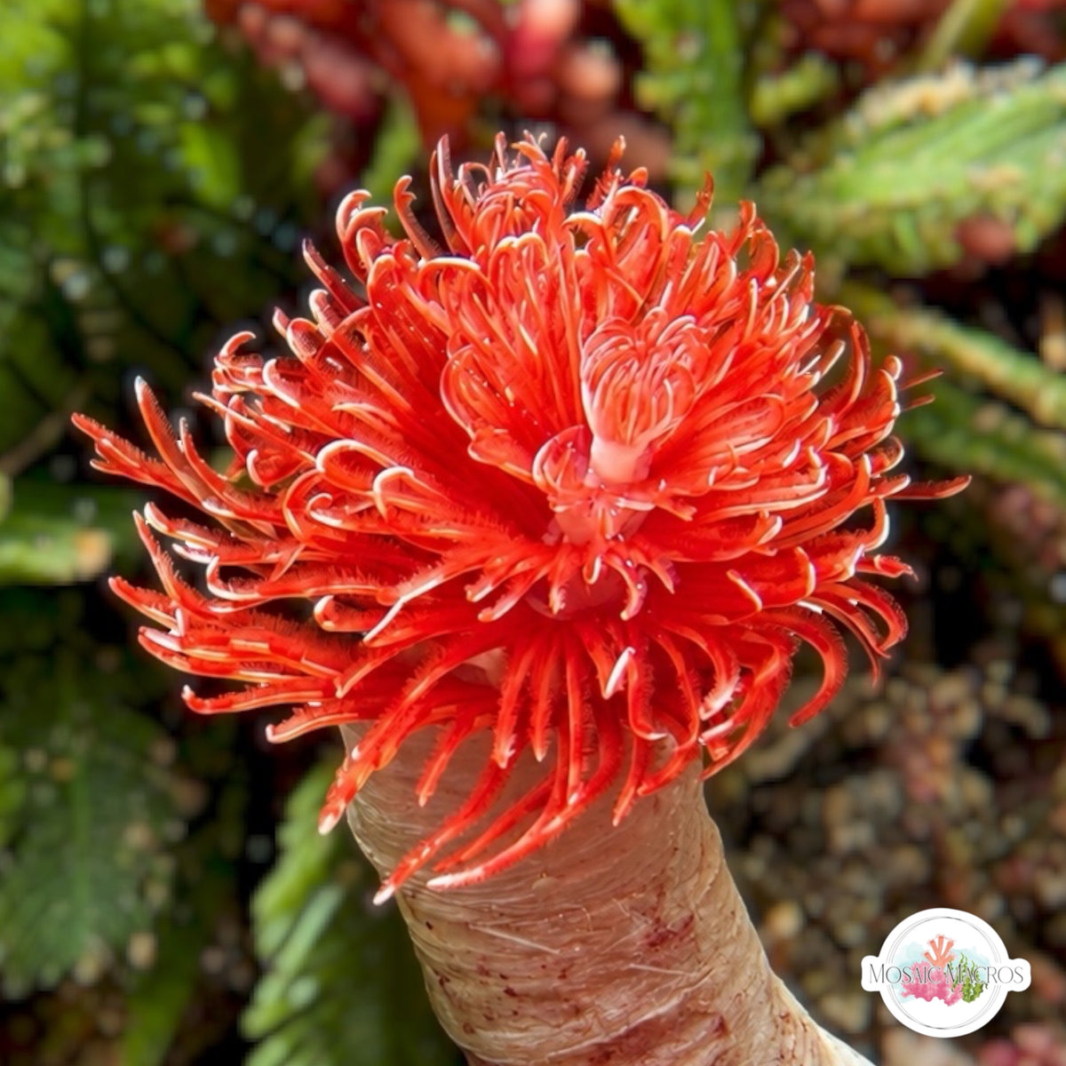 Ruby Coco Worm Feather Duster | Protula bispiralis