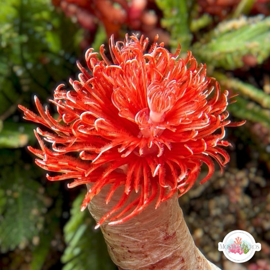 Ruby Coco Worm Feather Duster | Protula bispiralis