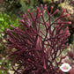 Purple Plating Gracilaria Macroalgae | Gracilaria sp.