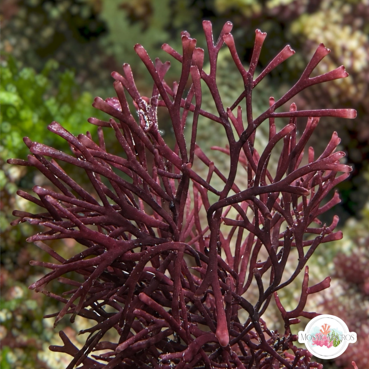 Purple Plating Gracilaria Macroalgae | Gracilaria sp.