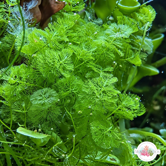 Fuzzy Caulerpa Macroalgae | Caulerpa verticillata
