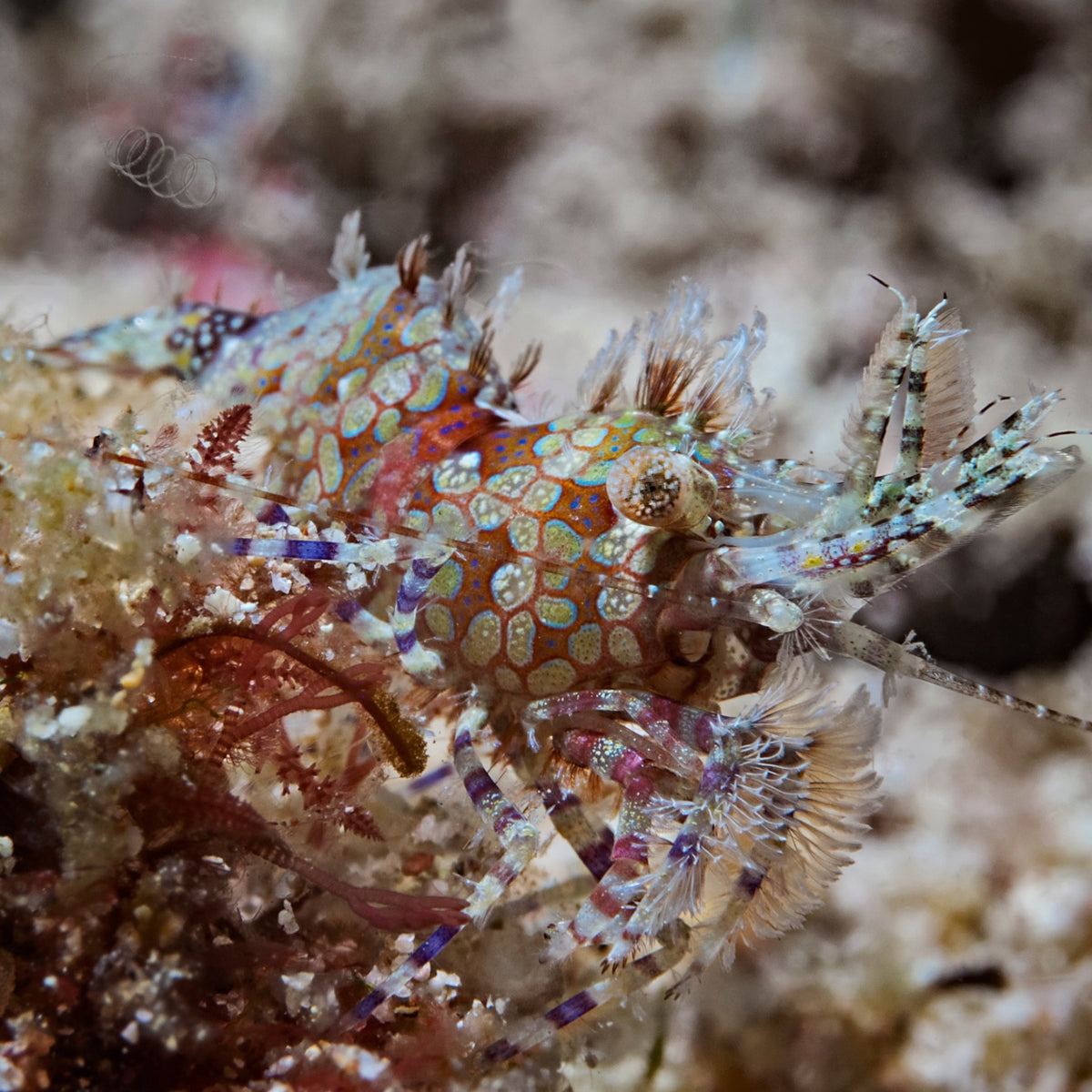 Eyespot Saron Shrimp | Saron neglectus