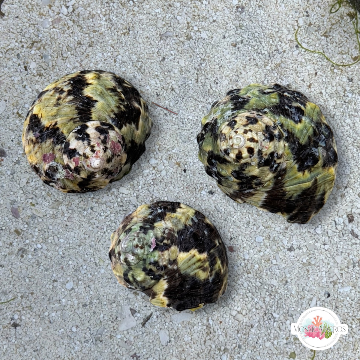 Zebra Top Snail | Cittarium pica