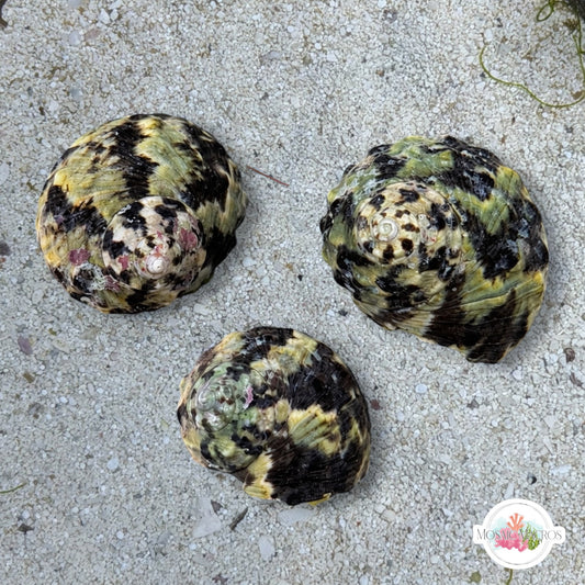Zebra Top Snail | Cittarium pica