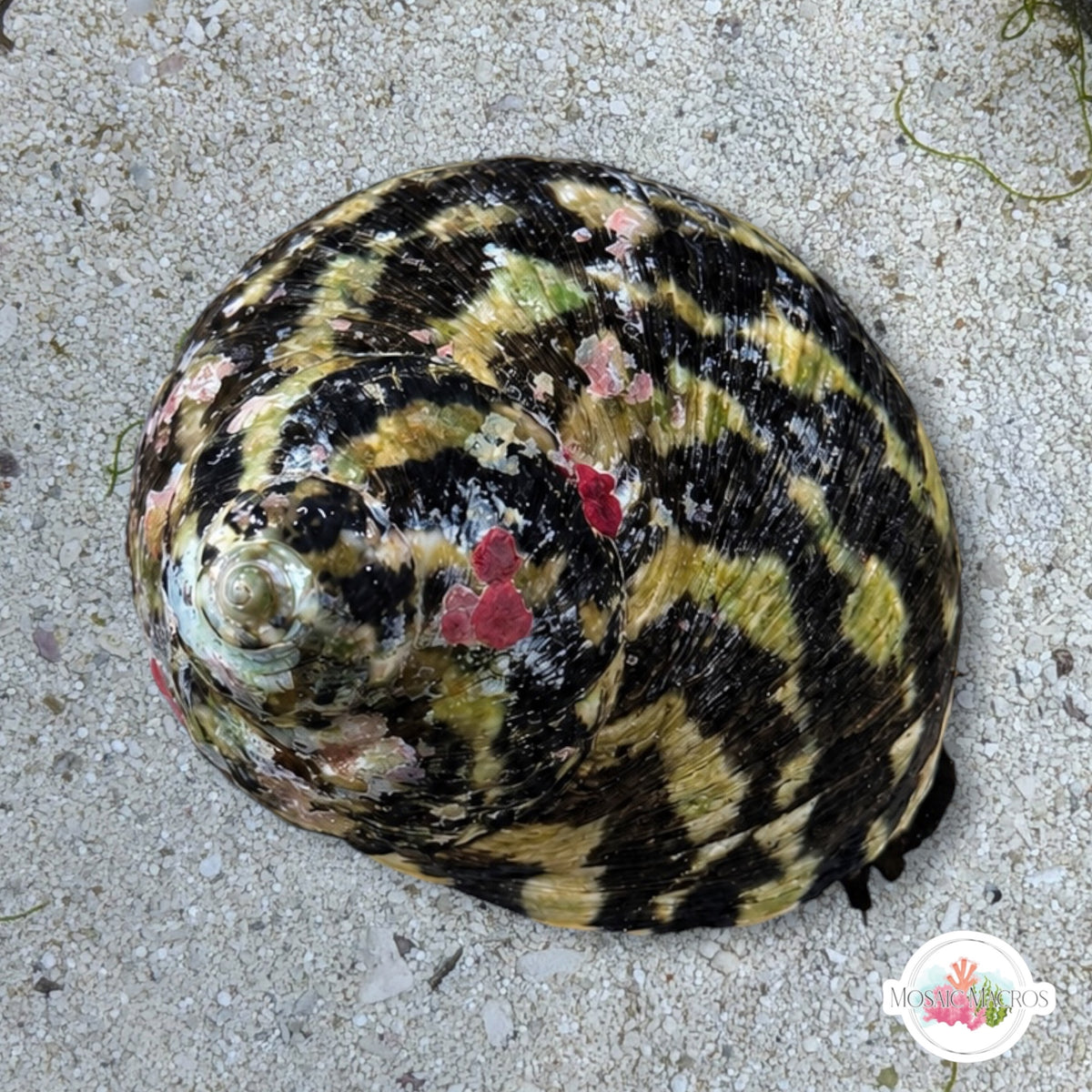 Zebra Top Snail | Cittarium pica