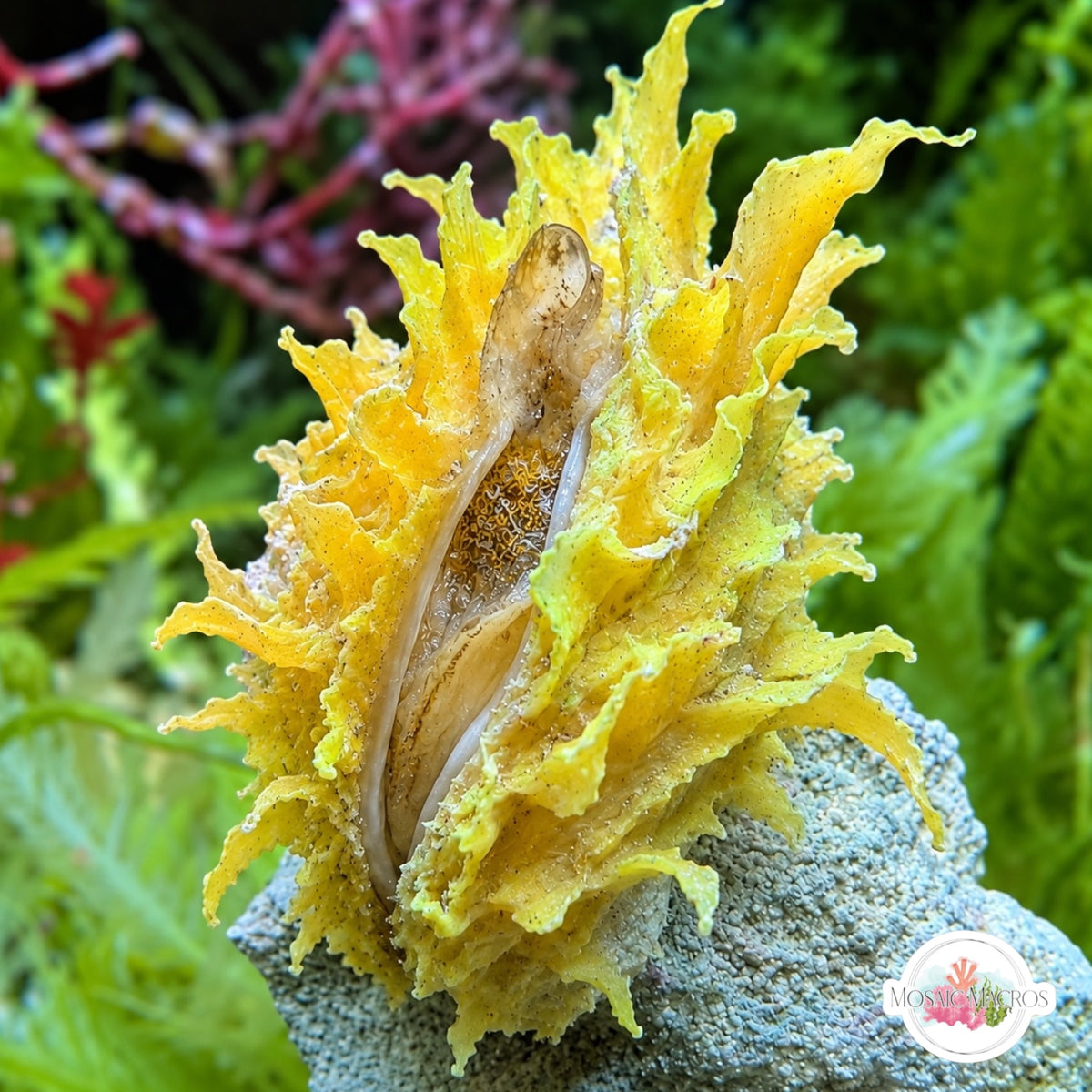 Frilly Jewel Box Clam | Chama lazarus