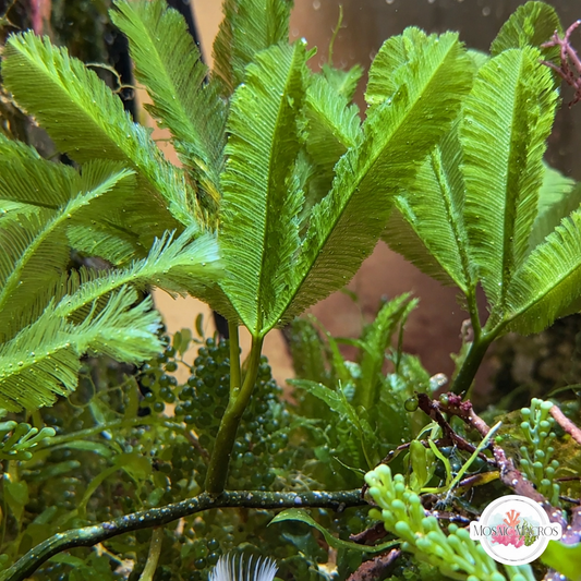 Palm Tree Caulerpa Macroalgae | Caulerpa paspaloides