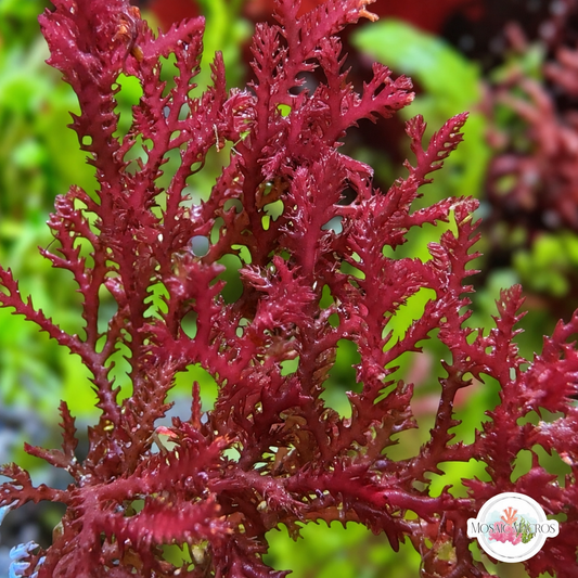 Red Razor Macroalgae | Bryothamnion triquetrum
